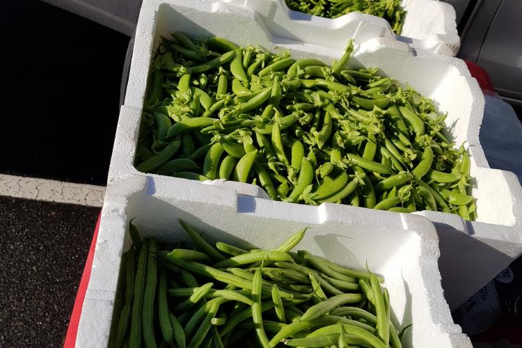 Blackwood Forest Farm Gippsland Weekly Farmers Market